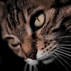Avatar pour Netter J