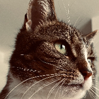 Profilbild für Josephine H