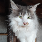 Avatar pour Axelle C