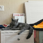 Avatar for Yuqi (Elise) Z