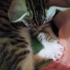 Avatar pour Delphine R