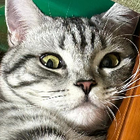 Profilbild für Yajie Y