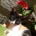 Avatar pour Lisa B