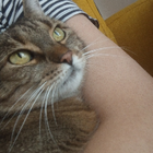 Profilbild für Hevjindar B