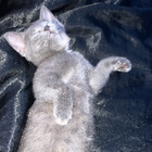 Avatar pour Pauline G