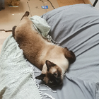 Profilbild für Yiyun C