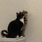 Profielfoto voor Junqiang Z