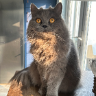 Avatar for Grace-Anne F