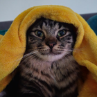 Avatar pour Indira (La didi) S