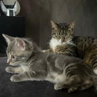 Profielfoto voor Cecile V