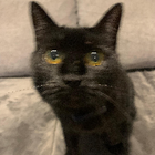 Profilbild für Norina S