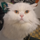 Profilbild für Melissa I