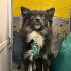 Avatar pour Steven L