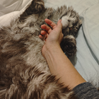 Profilbild für Tang T