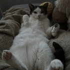 Profilbild für Isabella H