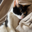 Avatar for Taejshun B