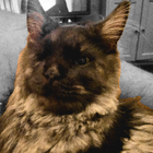 Avatar pour Salvatore C