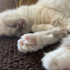 Profilbild für Antonia F