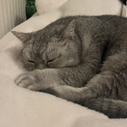 Profilbild für Sena A