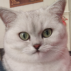 Profilbild für YING C