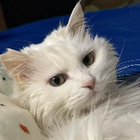 Profilbild für Yi L