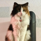 Profilbild für Yves B