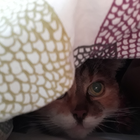 Profilbild für Joelle  R