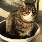 Profilbild für Summer C