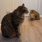 Avatar for King Wong N