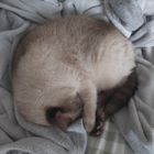 Profilbild für Alexandra T