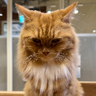 Avatar for Loredana (Veronica) N