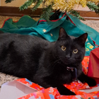 Profilbild für Agnese P