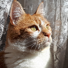 Avatar pour Assia A