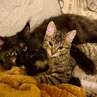 Avatar pour Alyssia P