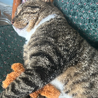 Avatar for Chauntel P