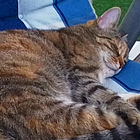 Profilbild für Sonja H