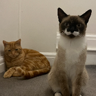 Avatar for Liz - Registered Veterinary Nurse P