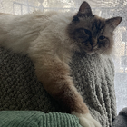 Avatar pour Mélissa B