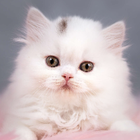 Avatar for Hajra B