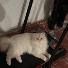 Profilbild für Mariam A