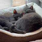 Avatar pour Tsz (Sophia) W