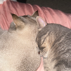 Profilbild für Franciska T