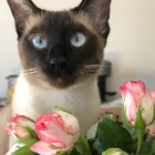 Profilbild für Huikun C