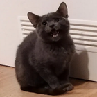 Profilbild für Gulla R