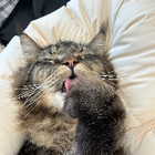 Profilbild für Faye Y
