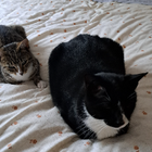 Avatar for Megan (Louise) R