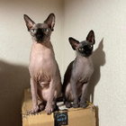 Profilbild für Kirsten B