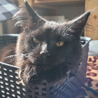 Profilbild für Aischa K