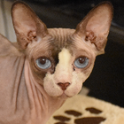 Avatar pour Elizabet G