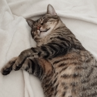 Profilbild für Henriette H